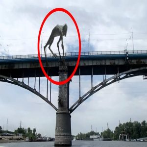 BREAKING NEWS: Bridge Encounter: Massive Humanoid Alien in Black Fur Captured on Camera in the UK.