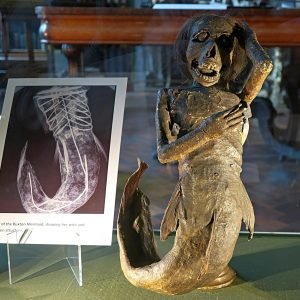 Shocking Discovery: The Mermaid Mummy That Left Scientists Fleeing in Fear!.