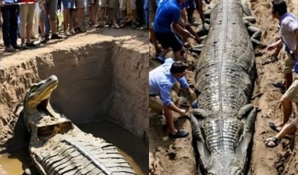 BREAKING: Ancient Tomb Unveils Mummified Remains of Ten Crocodiles: A Groundbreaking Archaeological Find.